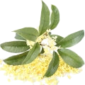 Osmanthus note