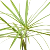 Papyrus note — Papyrus Fragrances