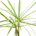 Papyrus note