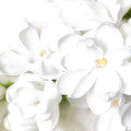 Paradisone note