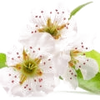 Pear Blossom note — Pear Blossom Fragrances