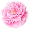 Peony note — Peony Fragrances