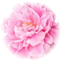 Peony note