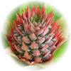 Pineapple note — Pineapple Fragrances