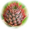 Pineapple note