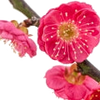 Plum Blossom note — Plum blossom Fragrances