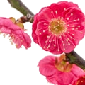 Plum Blossom note