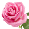 Rose note — Rose Fragrances