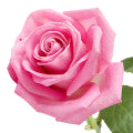 Rose note