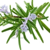 Rosemary note — Rosemary Fragrances