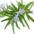 Rosemary note