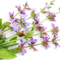 Sage note