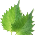 Shiso note