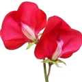 Sweet Pea note