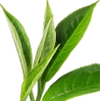 Tea note — Tea Fragrances