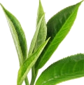 Tea note