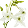 Tobacco Blossom note — Tobacco blossom Fragrances