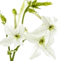 Tobacco Blossom note