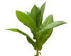 Tobacco Leaf note — Tobacco Leaf Fragrances