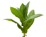 Tobacco Leaf note