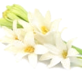 Tuberose note