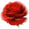 Turkish Rose note