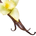 Vanilla note