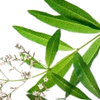 Verbena note — Verbena Fragrances