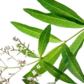 Verbena note
