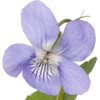 Violet note — Violet Fragrances