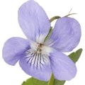 Violet note