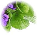 Violet Leaf note