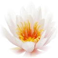 Water lily note