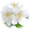 White Flowers note — White Flowers Fragrances