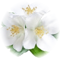 White Flowers note