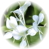 White Lily note — White Lily Fragrances