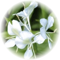 White Lily note