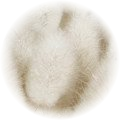 White Musk note